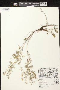 Potentilla argentea image