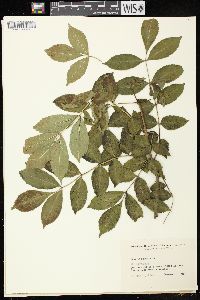 Fraxinus excelsior image