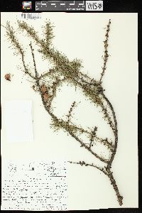 Larix laricina image