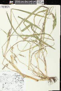 Echinochloa muricata var. muricata image