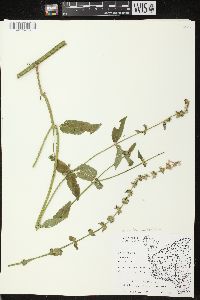 Stachys tenuifolia image