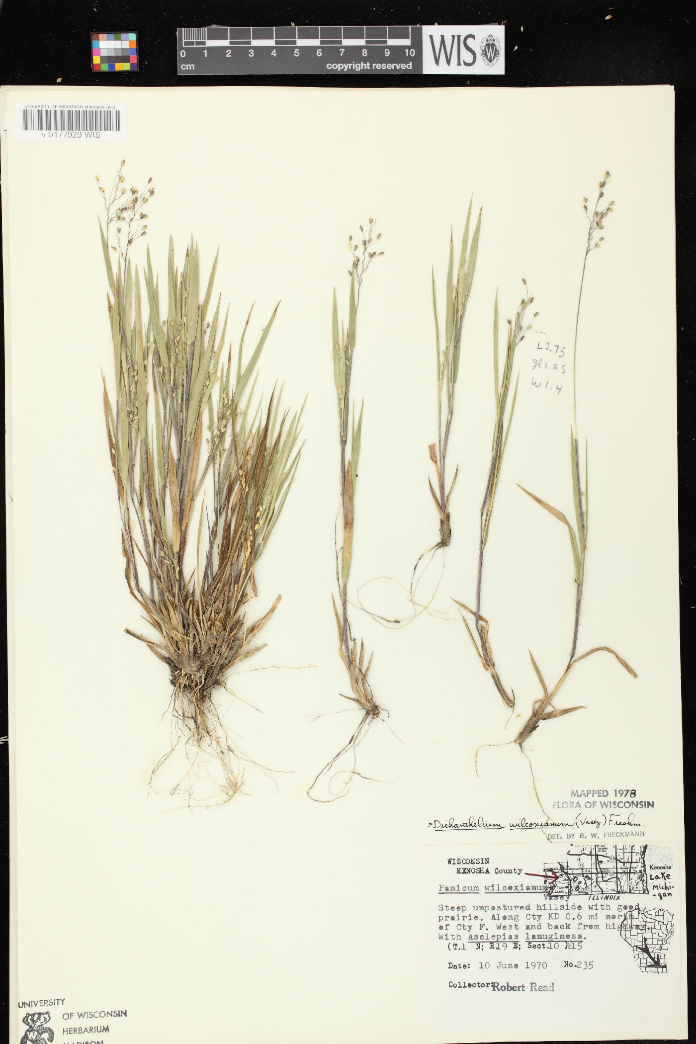 Dichanthelium wilcoxianum image