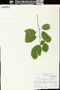 Frangula alnus image