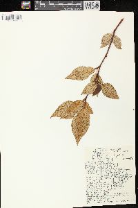 Populus balsamifera image