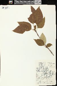 Populus balsamifera image