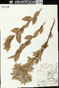 Salix cordata image