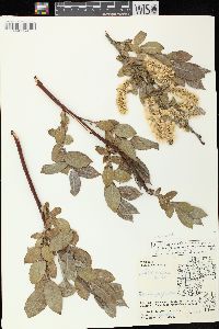 Salix cordata image