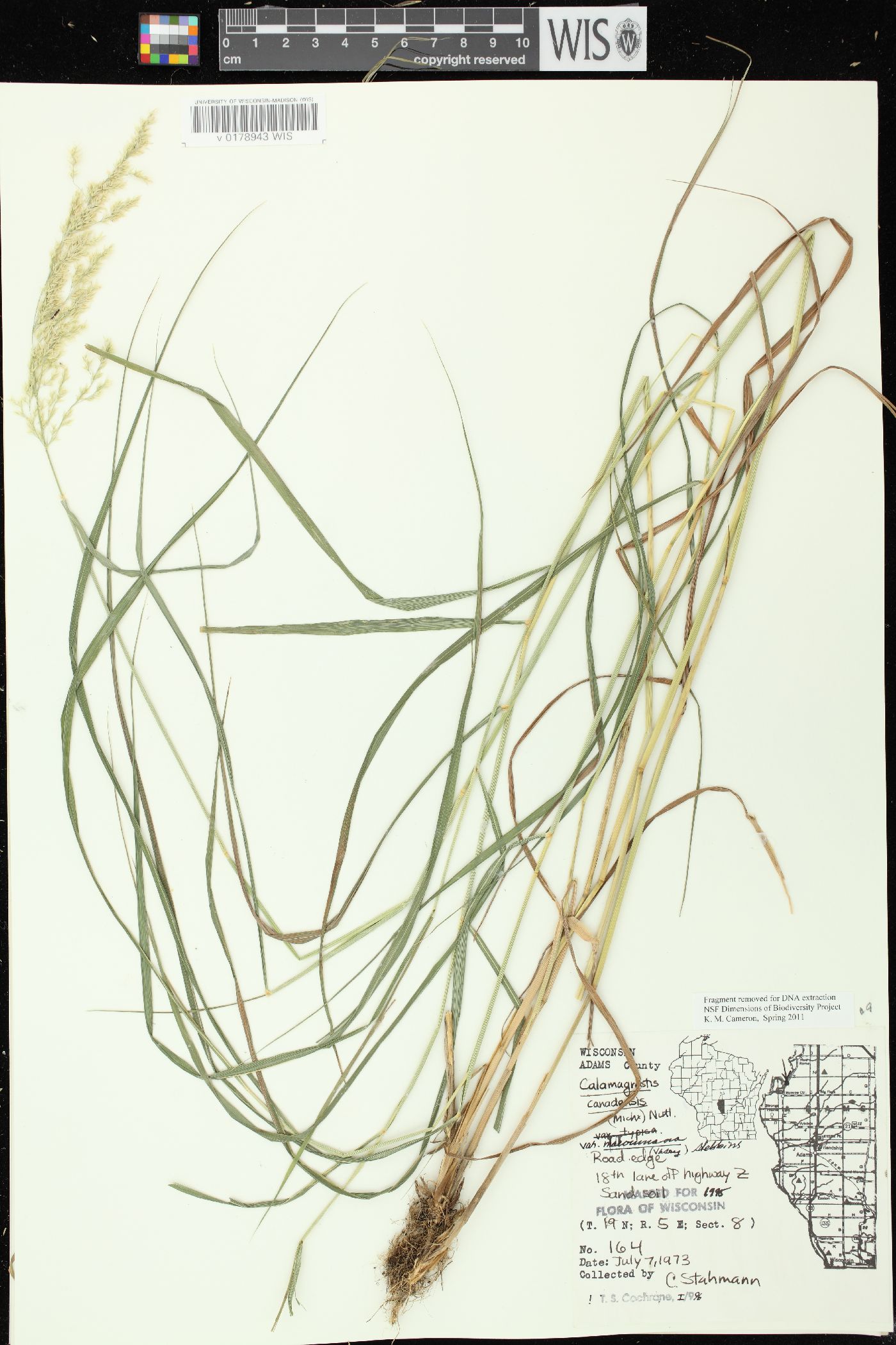 Calamagrostis canadensis var. macouniana image