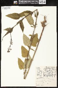 Scrophularia lanceolata image