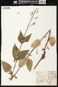 Scrophularia lanceolata image