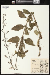 Scrophularia lanceolata image