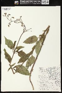 Scrophularia lanceolata image