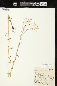 Erigeron strigosus var. strigosus image