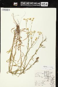 Erigeron strigosus var. strigosus image