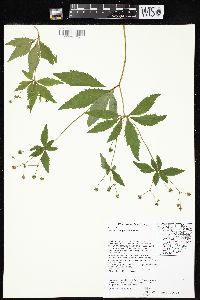 Sanicula odorata image
