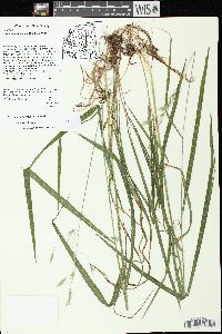 Bromus nottowayanus image