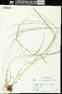 Festuca subverticillata image