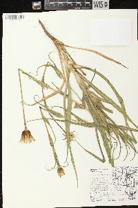 Tragopogon pratensis image