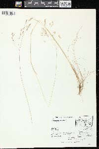 Deschampsia flexuosa image