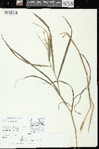 Bromus latiglumis image