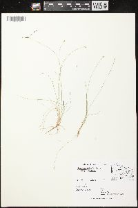 Carex leptalea subsp. leptalea image