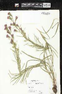 Liatris cylindracea image