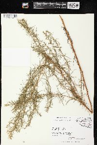 Artemisia dracunculus image