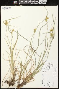 Carex flava image