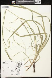 Carex formosa image