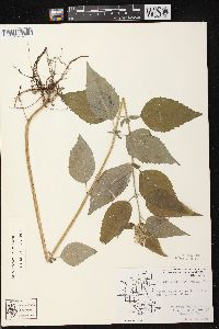 Blephilia hirsuta var. hirsuta image