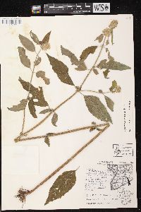 Blephilia hirsuta var. hirsuta image