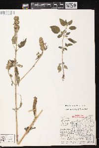 Blephilia hirsuta var. hirsuta image