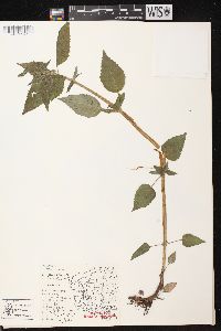 Blephilia hirsuta var. hirsuta image