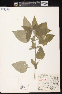 Blephilia hirsuta var. hirsuta image