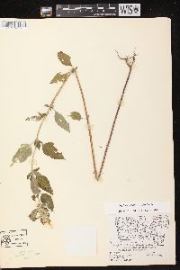 Blephilia hirsuta var. hirsuta image