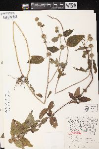 Blephilia hirsuta var. hirsuta image