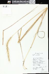 Elymus riparius image