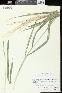 Miscanthus sacchariflorus image