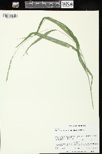 Oryzopsis racemosa image