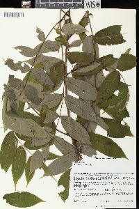 Juglans cinerea image