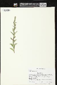 Kuhnia eupatorioides image