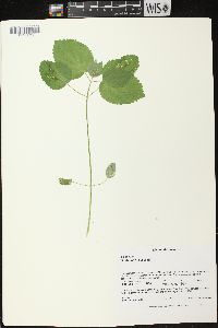 Scutellaria ovata subsp. ovata image