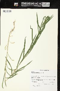 Euthamia graminifolia var. graminifolia image