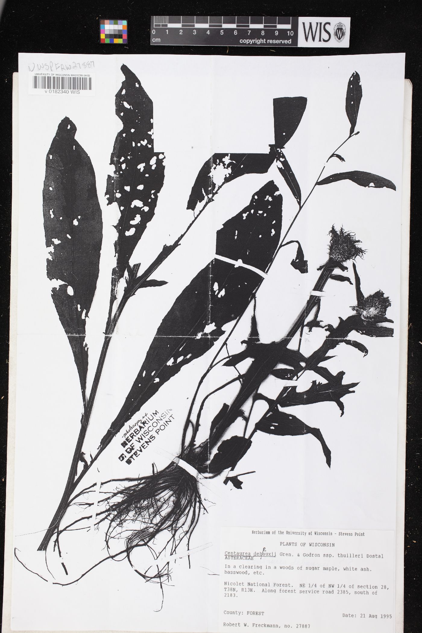 Centaurea debeauxii image