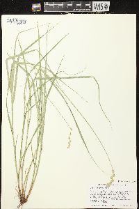 Carex projecta image