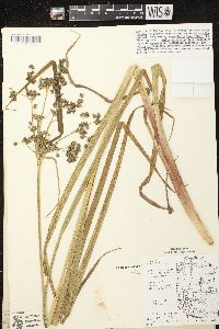 Scirpus microcarpus image