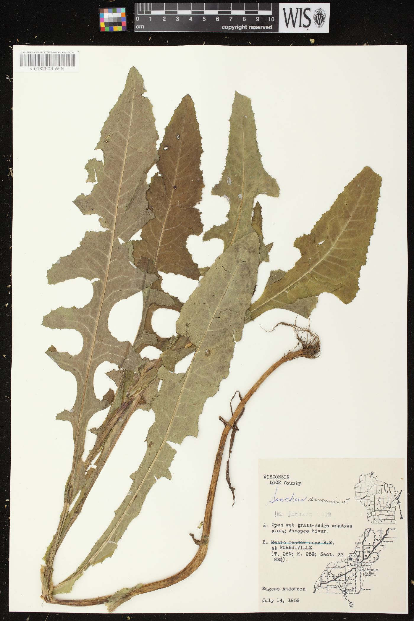 Sonchus arvensis var. arvensis image