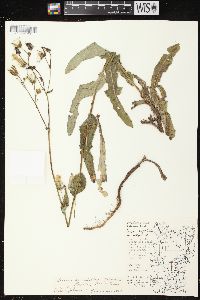 Sonchus arvensis image