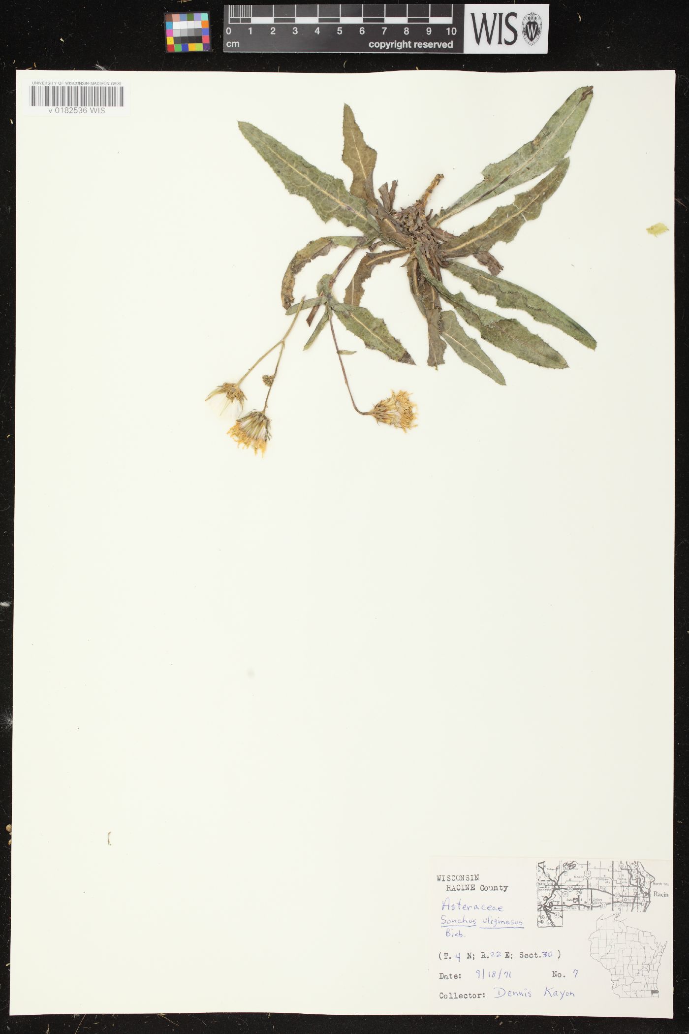 Sonchus arvensis var. glabrescens image