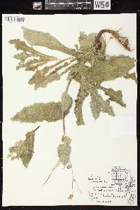 Sonchus oleraceus image